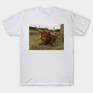 Scottish Highland Cattle Bull 2338 T-Shirt